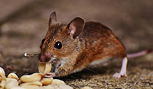 24 Hour & Emergency Exterminators in Silverthorne, CO